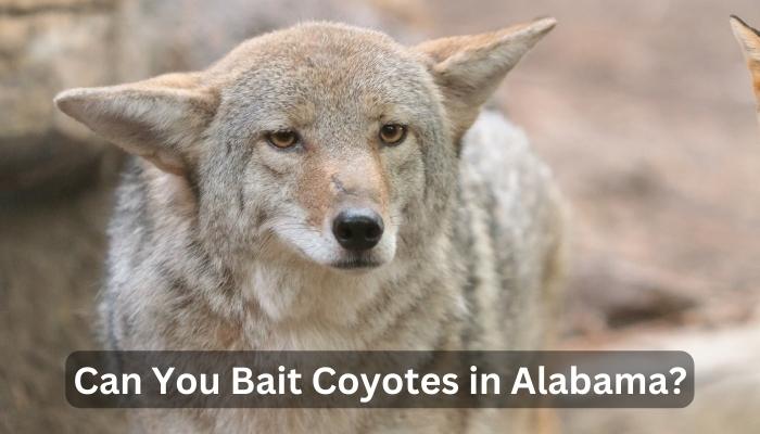 Can You Bait Coyotes in Alabama?
