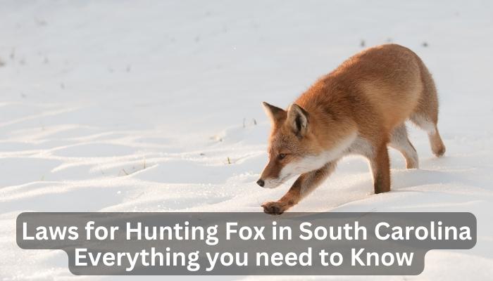 Laws for Hunting Fox in South Carolina Everything you need to Know