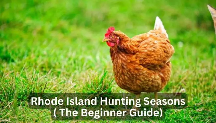 What Animals Can You Hunt in Rhode Island