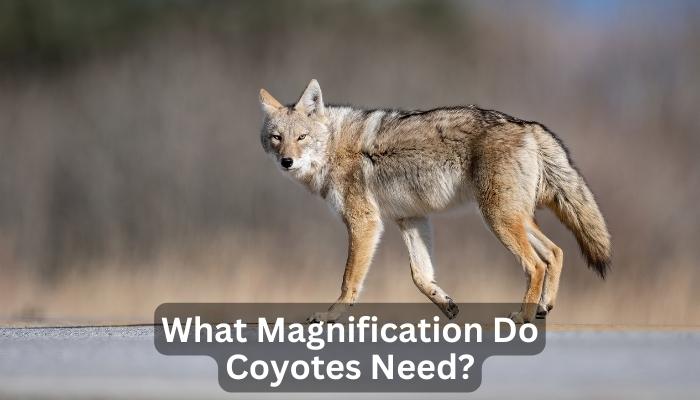 What Magnification Do Coyotes Need?