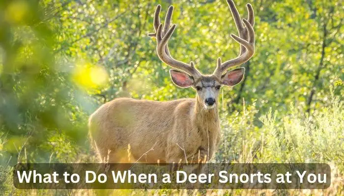 What to Do When a Deer Snorts at You