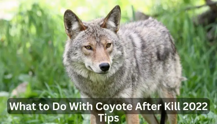 What to Do with a Coyote After Killing: An Ethical Guide