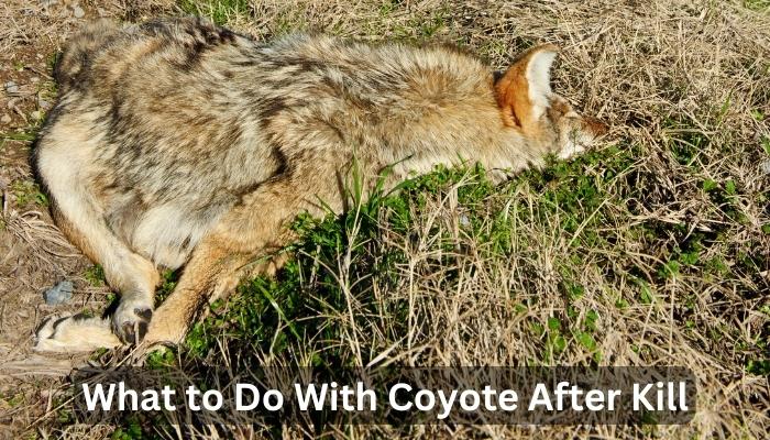 What to Do With Coyote After Kill