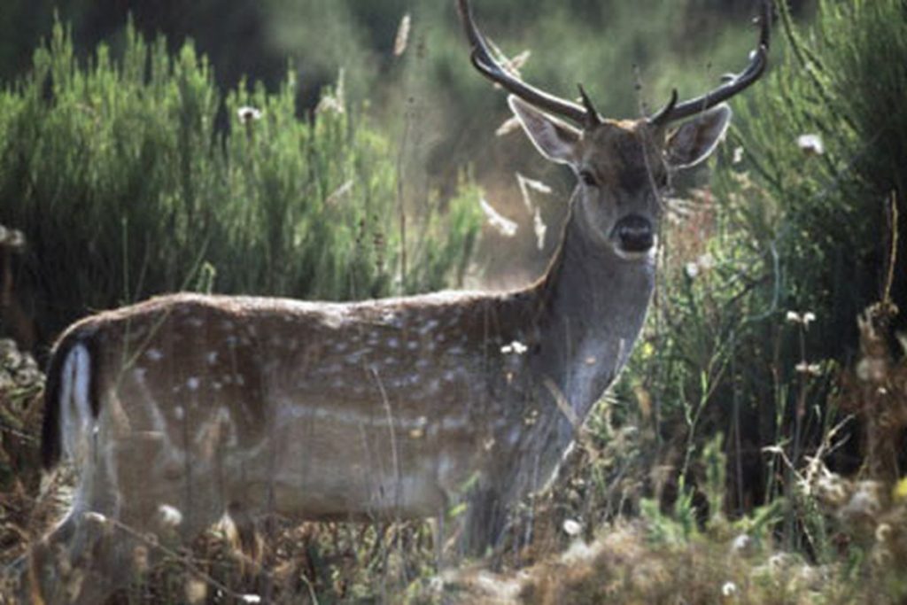 What Are Deer Most Afraid Of Gear Guide Pro