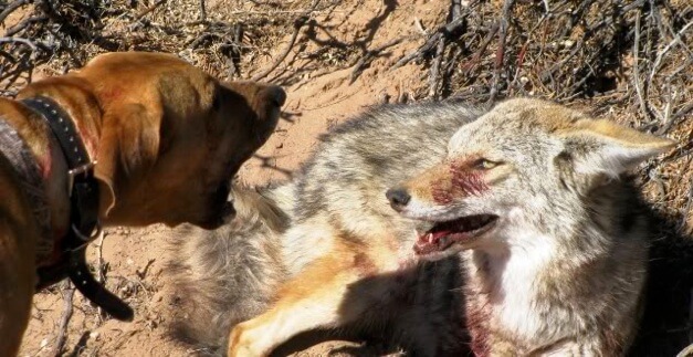 Coyote Hunting Decoy Dogs