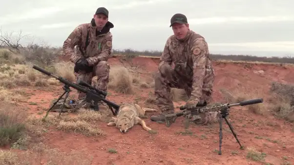 Coyote-Hunting-Texas-by-gearguidepro.com