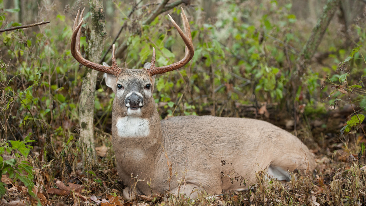 How Far Do Bucks Travel from Their Beds? [Uncovering the Hidden Distance]