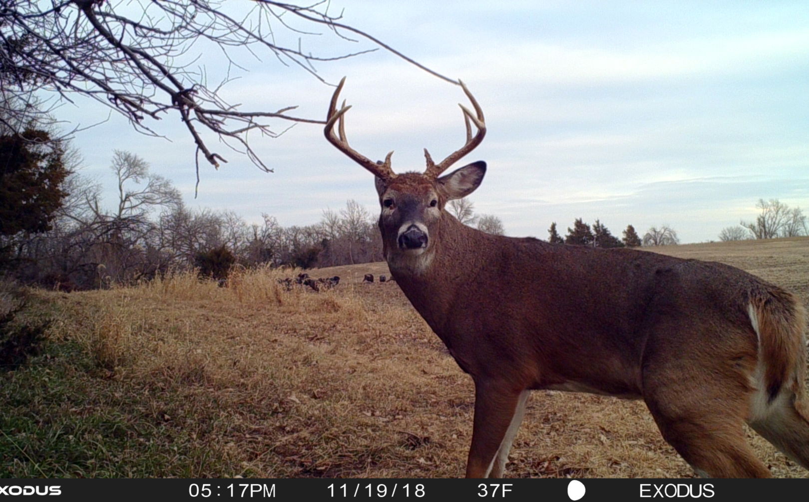 Where Do Big Bucks Hide During the Day?