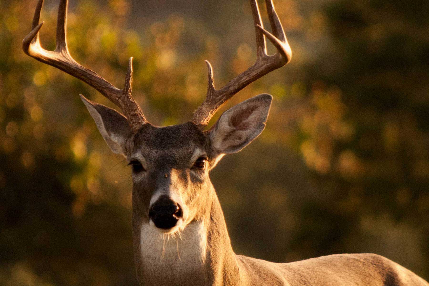 How Many Times in a Row Should You Use a Doe Bleat? – The Ultimate Guide.