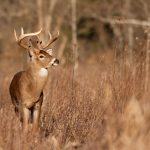 Will a Buck Return? The Truth After Taking a Shot.