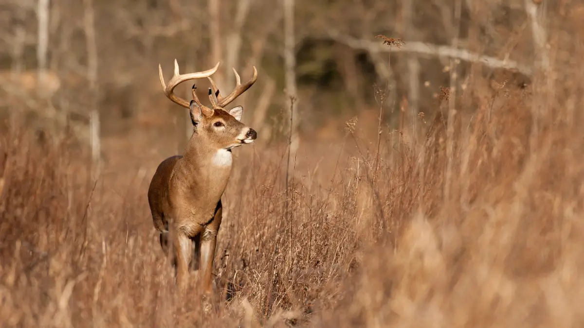 Will a Buck Return? The Truth After Taking a Shot.