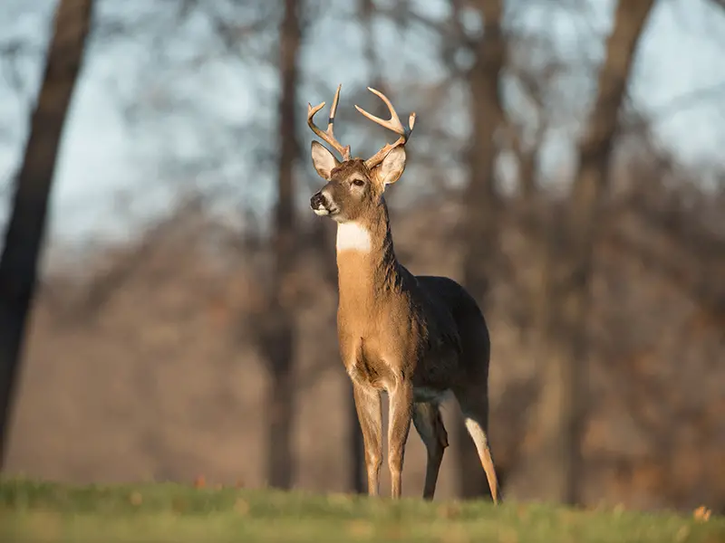 The Seasonal Habits of Male Deer: When are Bucks Most Active?