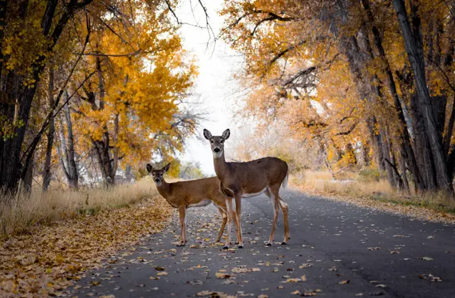 What Time of Day Do Deer Cross the Road?
