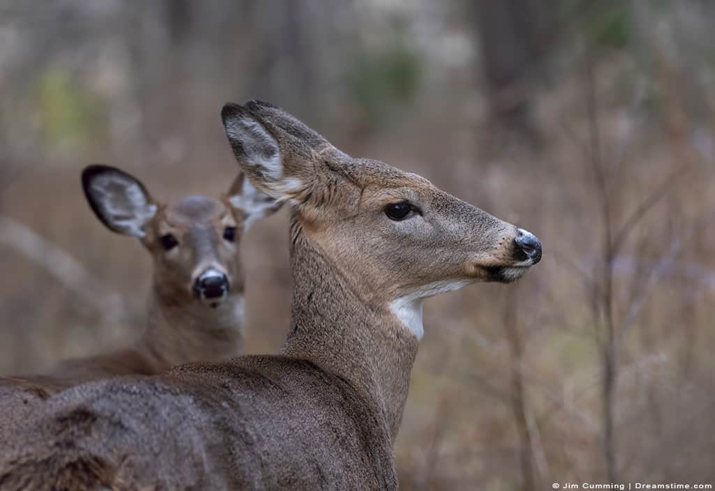 What Smell Do Deer Not Like? (Natural Repellents to Keep Them Away)