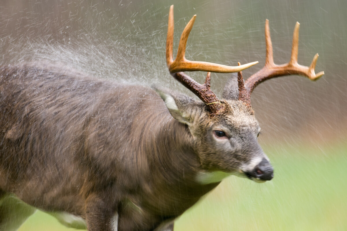 Do Deer Move in Bed When It’s Raining?