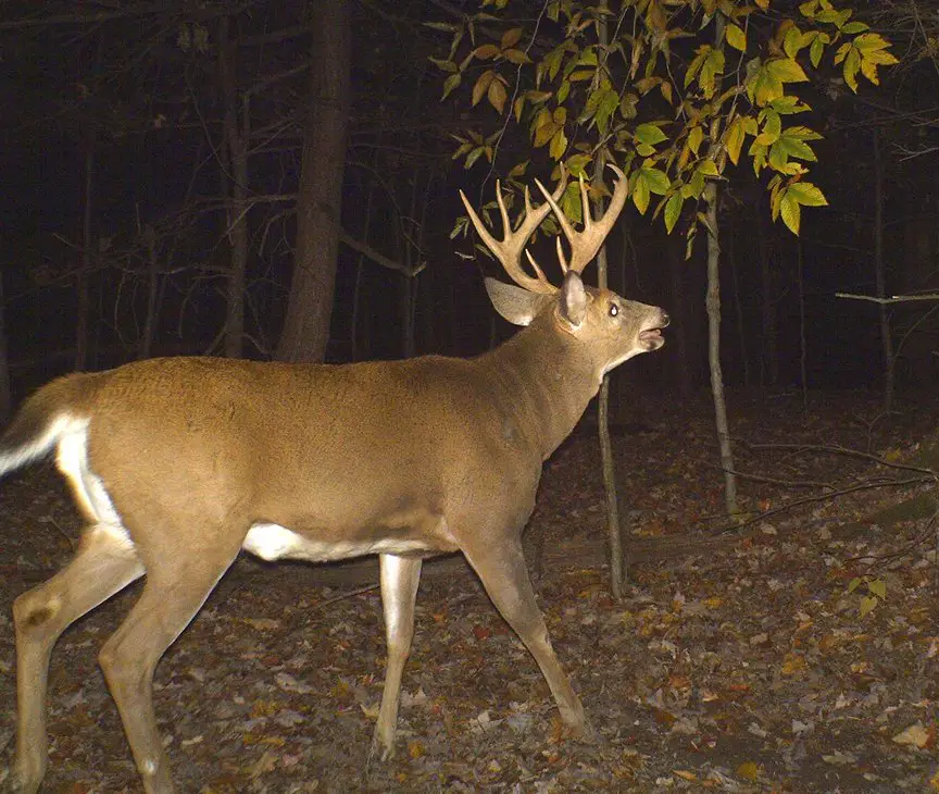 What Time of Day Do Bucks Check Scrapes?