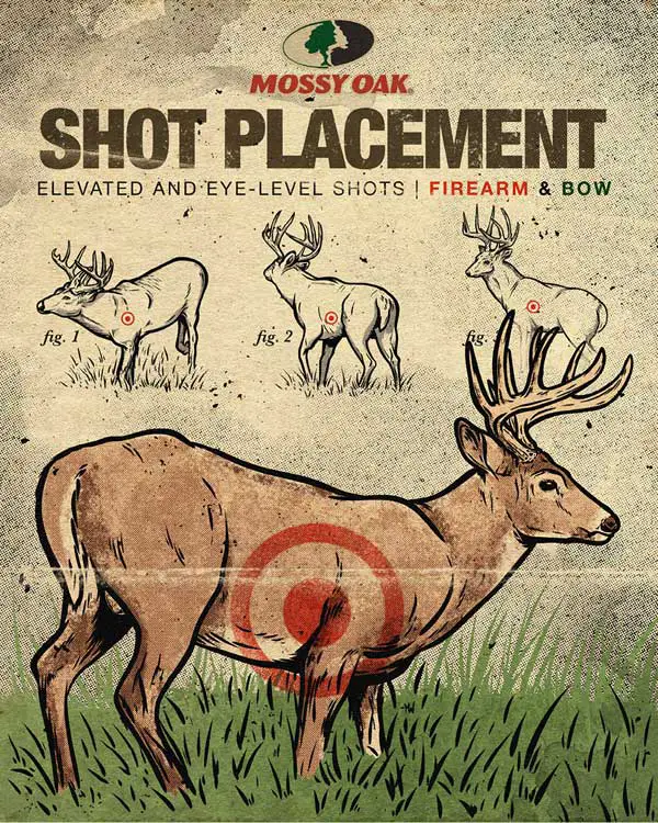 Where is the Perfect Shot on a Buck?