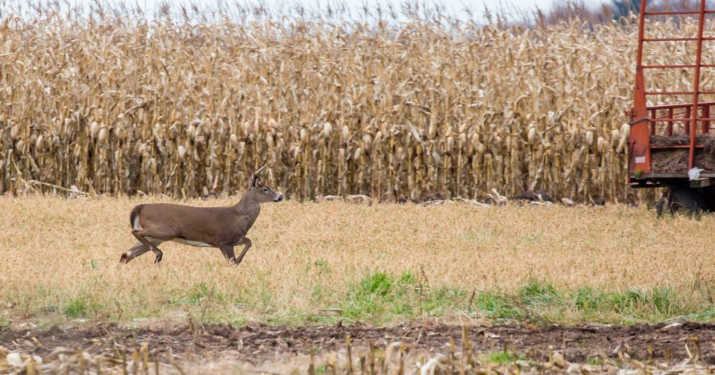 Do Deer Prefer Standing Or Cutting Corn? – Gear Guide Pro