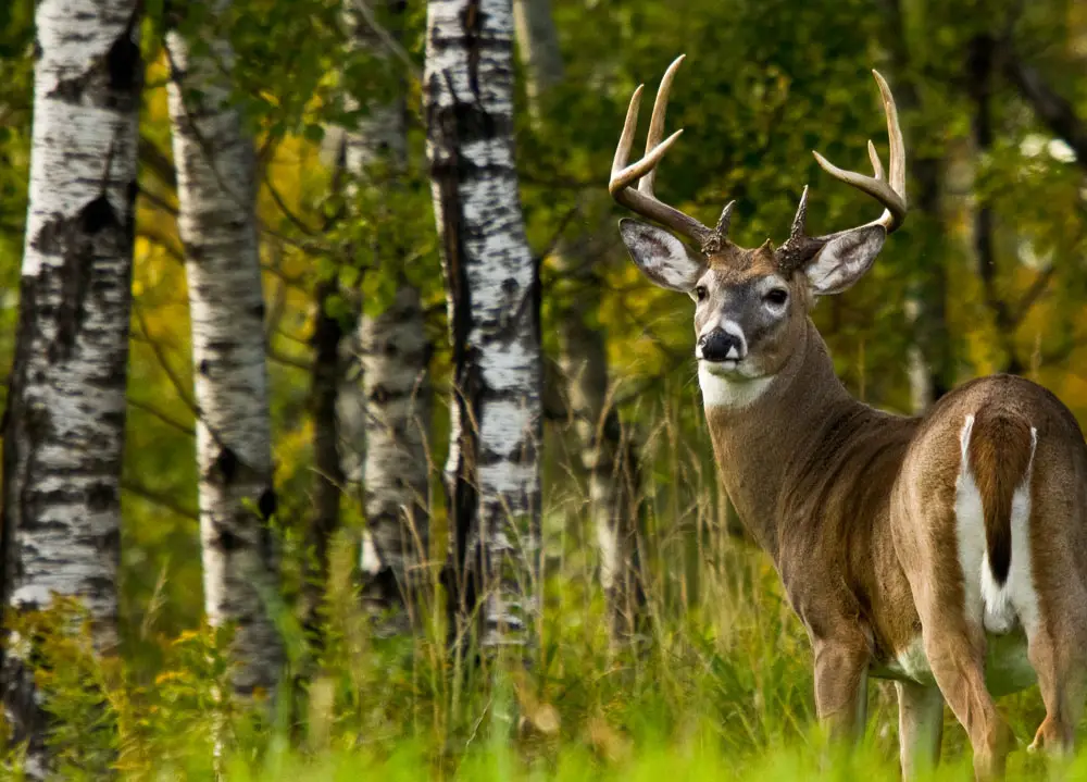 How Do You Attract Big Bucks to Your Stand?