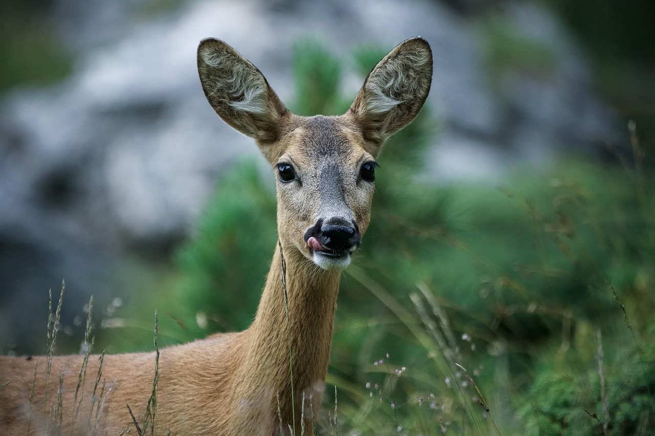 Can Deer Perceive Your Energy? Unveiling the Truth