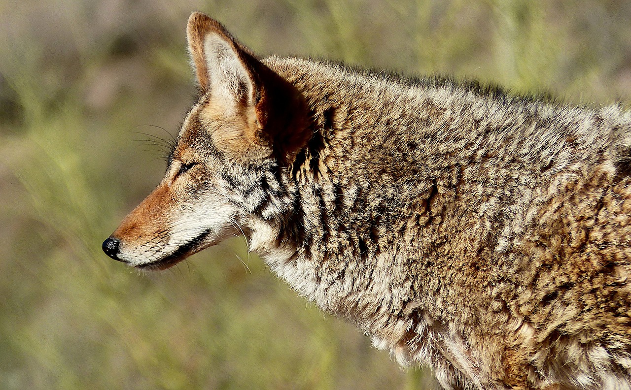 animal, coyote, america-5048951.jpg