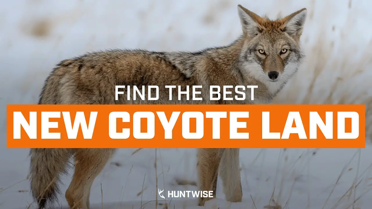 Best Time to Hunt Coyotes: Unleashing Secrets for Optimal Success