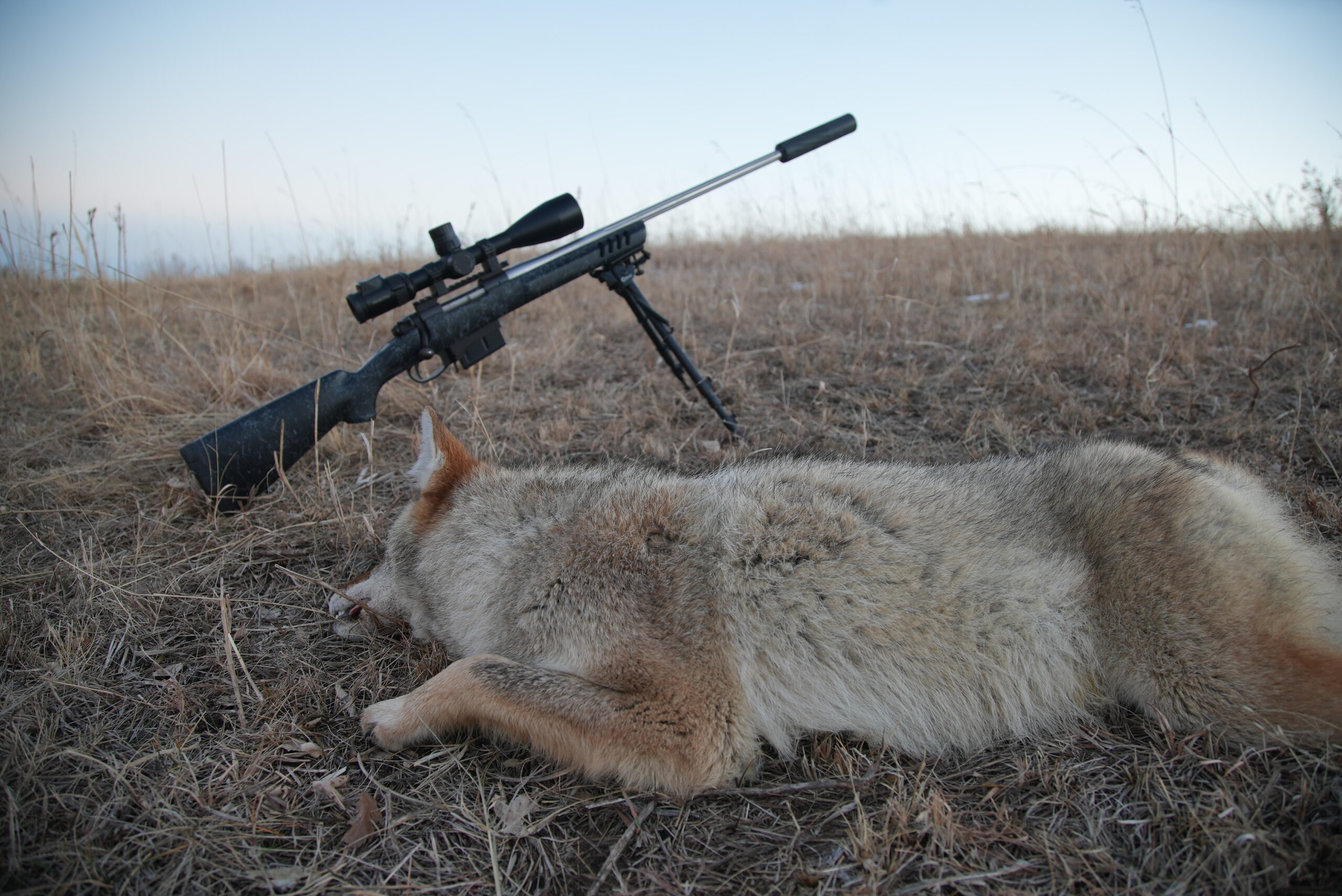 Can I Use a .22 for Coyote Hunting