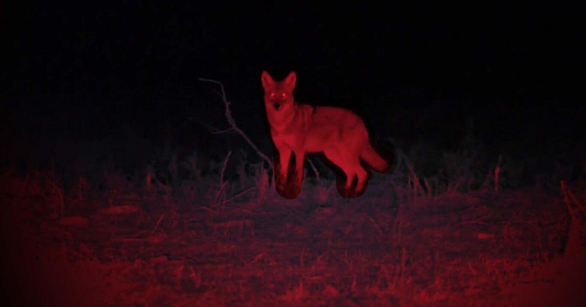 Can You Coyote Hunt at Night in Kentucky
