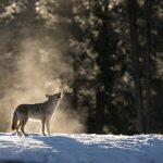 Can You Coyote Hunt at Night in Missouri? The Complete Guide