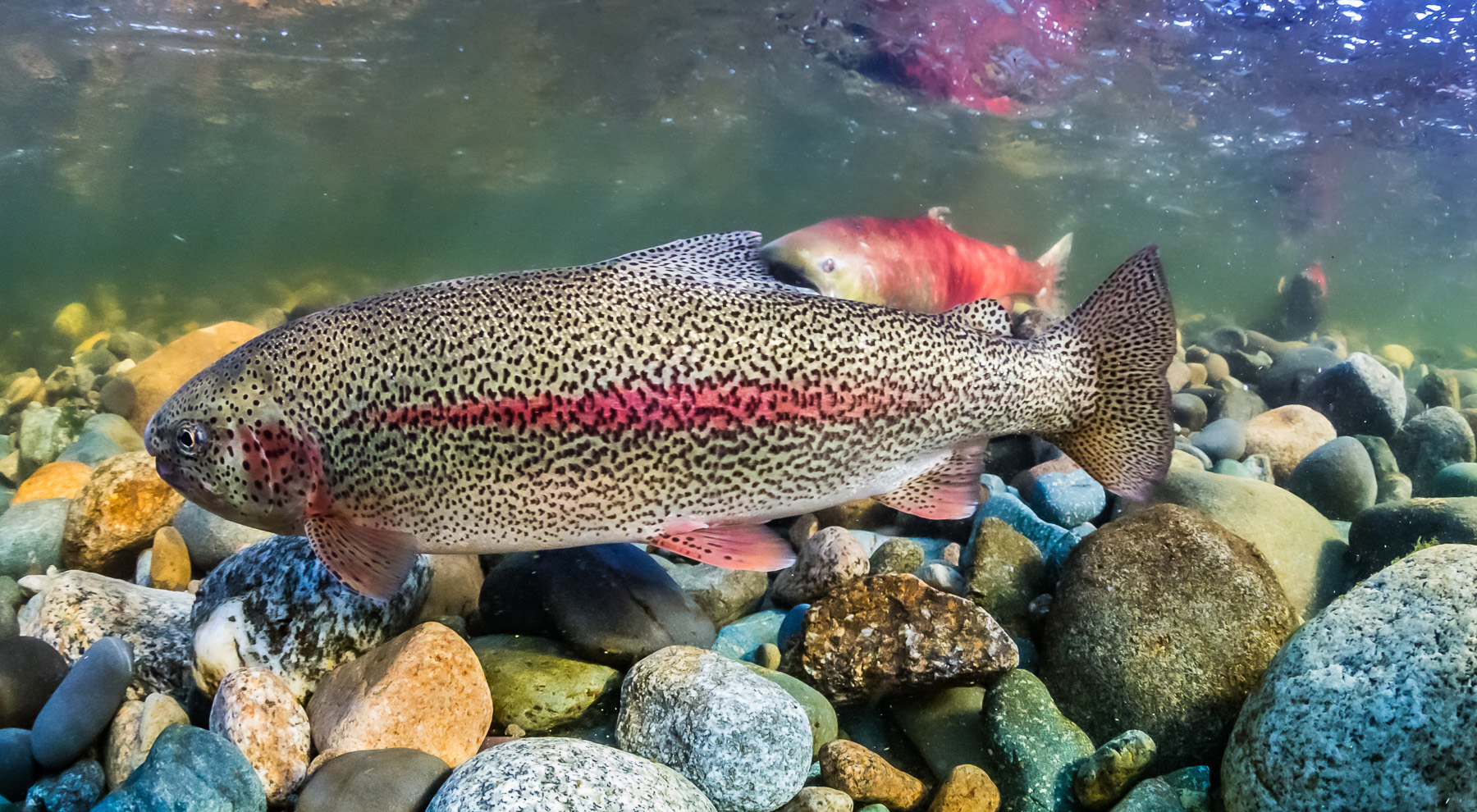Cutthroat Vs Rainbow Trout: Discover the Ultimate Showdown