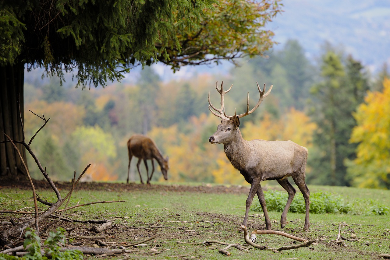 Do Deer Like Being Petted: Debunking the Myth