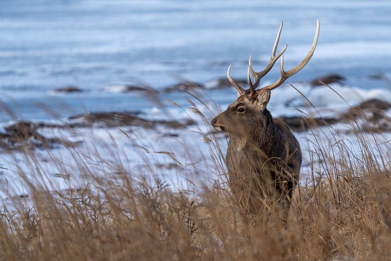 Which Direction Do Bucks Travel? [Uncovering The Secret Migration Patterns]