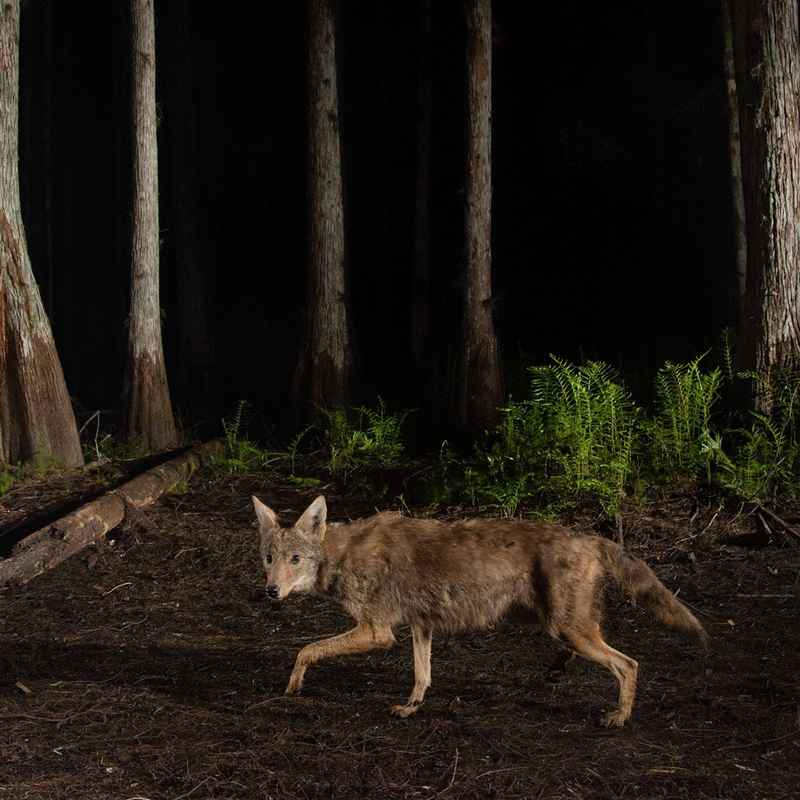 Do Coyotes Hunt at Night Or Day
