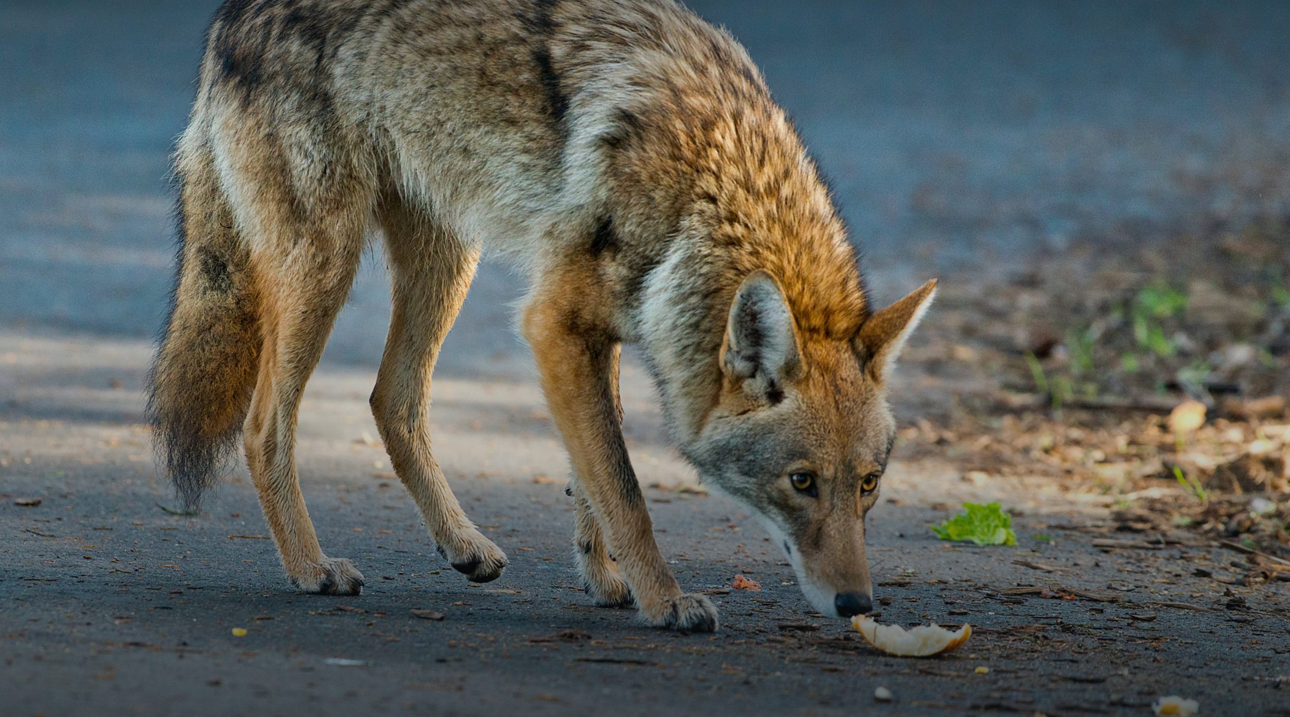 Do I Need a Hunting License to Hunt Coyote? Find Out Here!