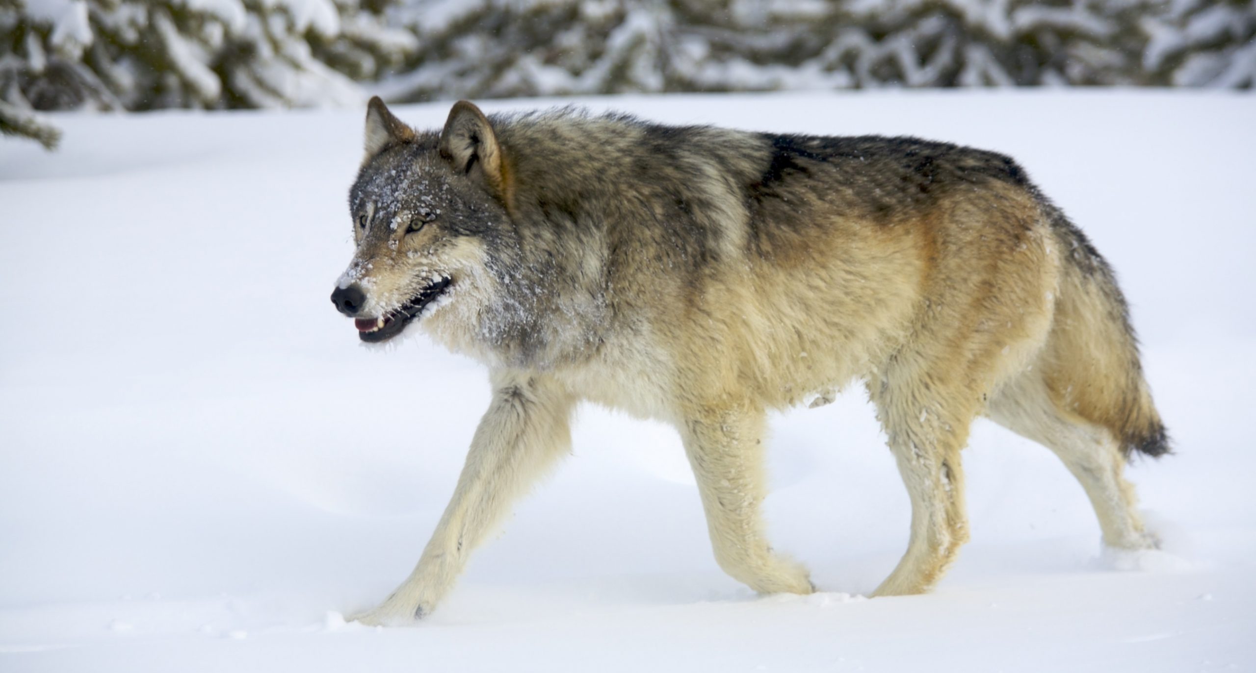 Do Wolves Eat Coyotes