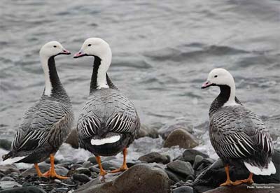 Goose Hunting Alaska: Unleash Your Hunting Success!