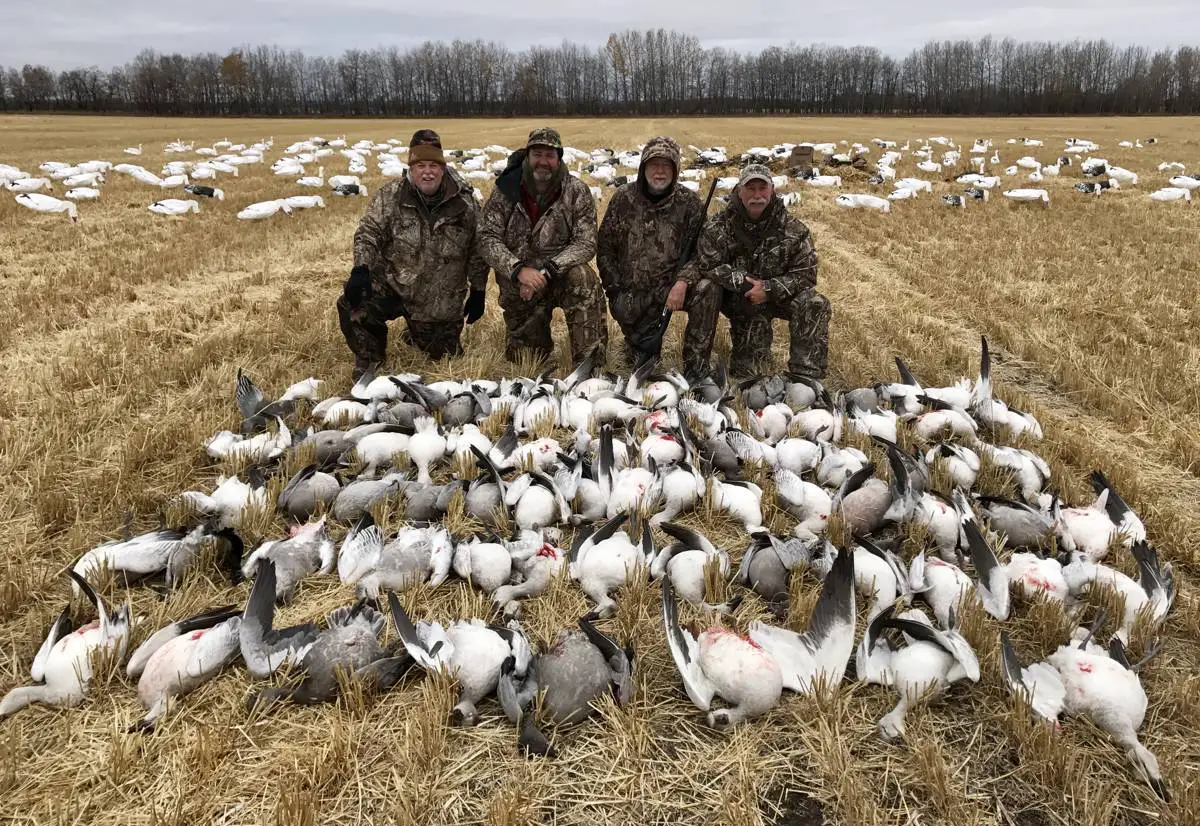 Goose Hunting Illinois