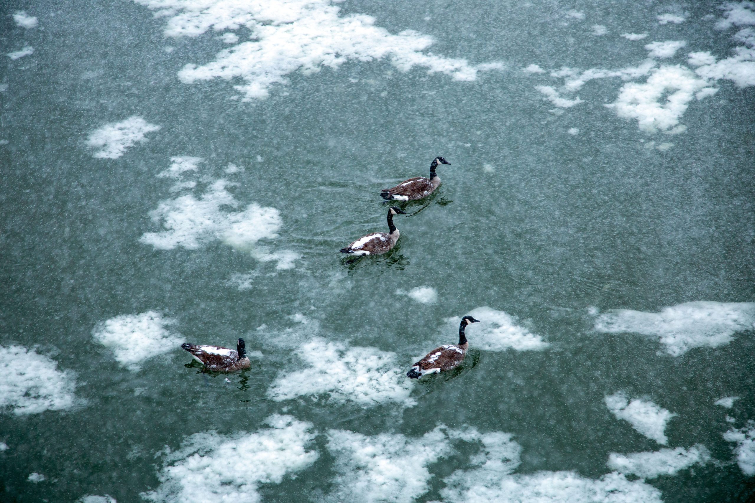 Goose Hunting on Ice