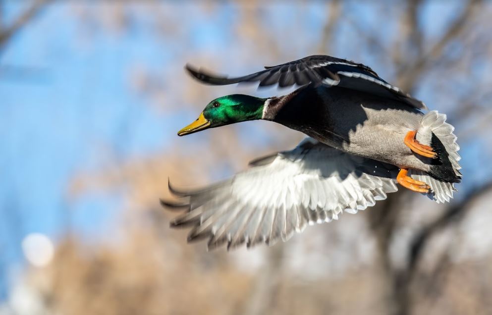 Goose Hunting Oregon