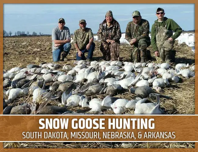 Goose Hunting Season Minnesota