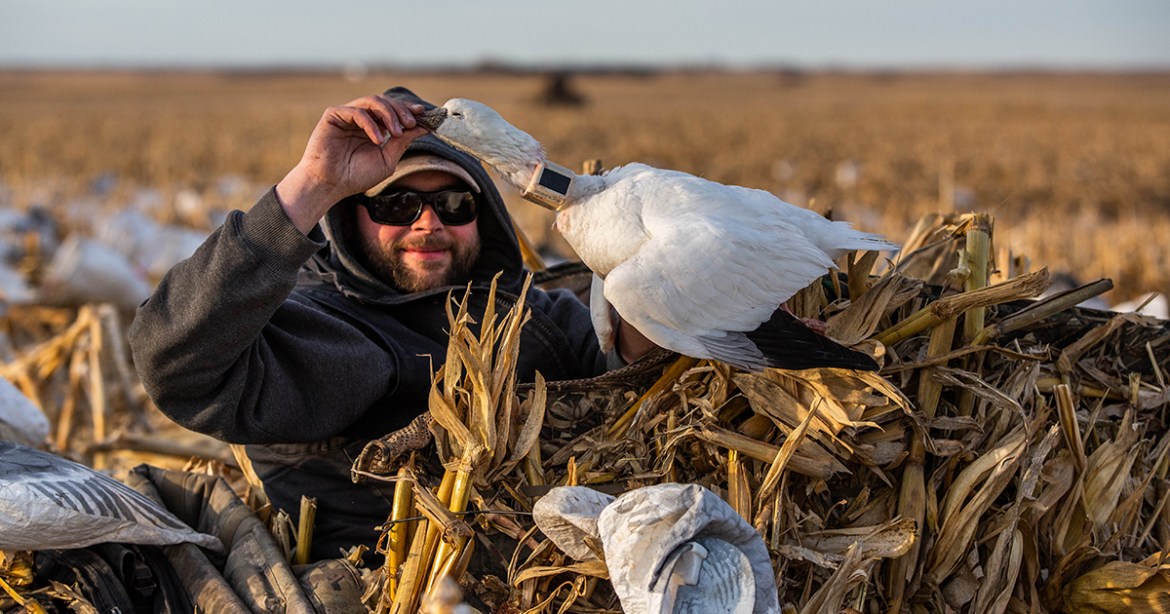 Goose Hunting South Dakota