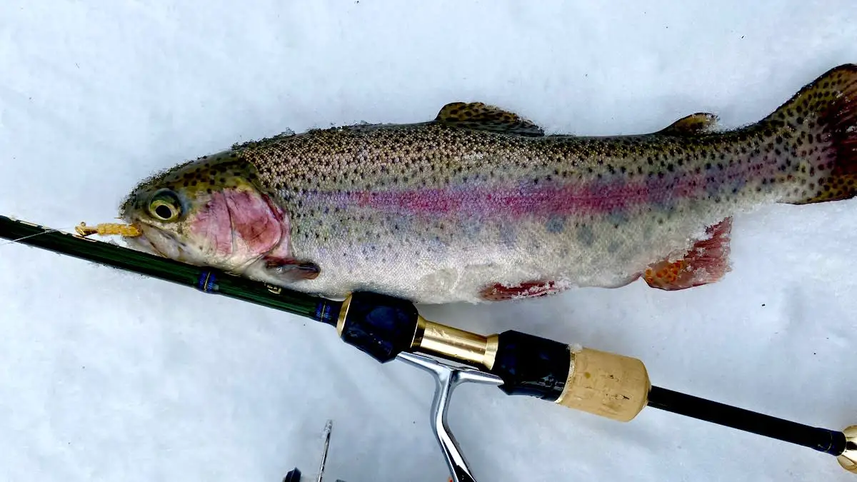 How Big Does a Rainbow Trout Get