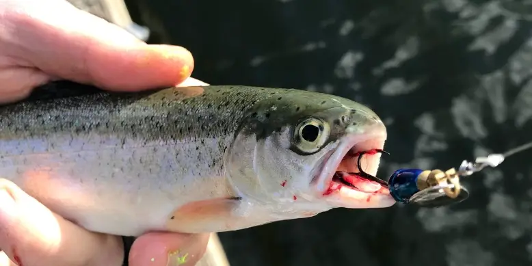How to Fish for Rainbow Trout in a Pond