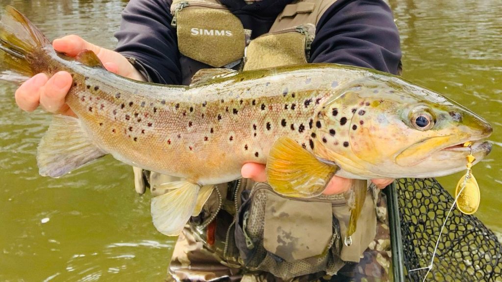 how-to-fish-for-rainbow-trout-in-a-river-expert-tips-and-techniques