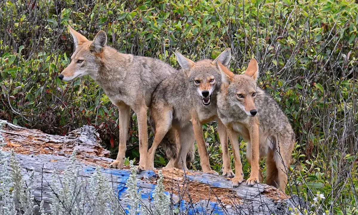 Mastering the Art: How to Hunt Coyotes in Georgia