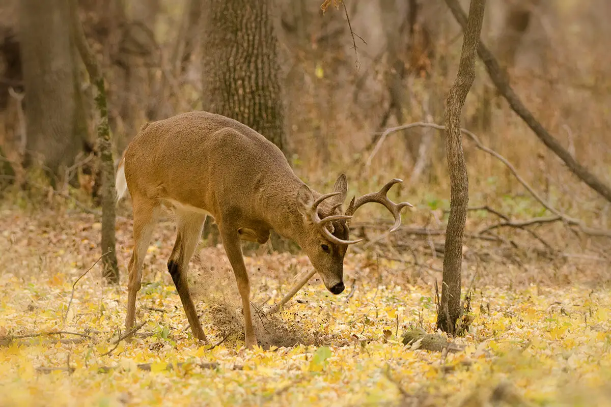 Hunting Seasons in Missouri