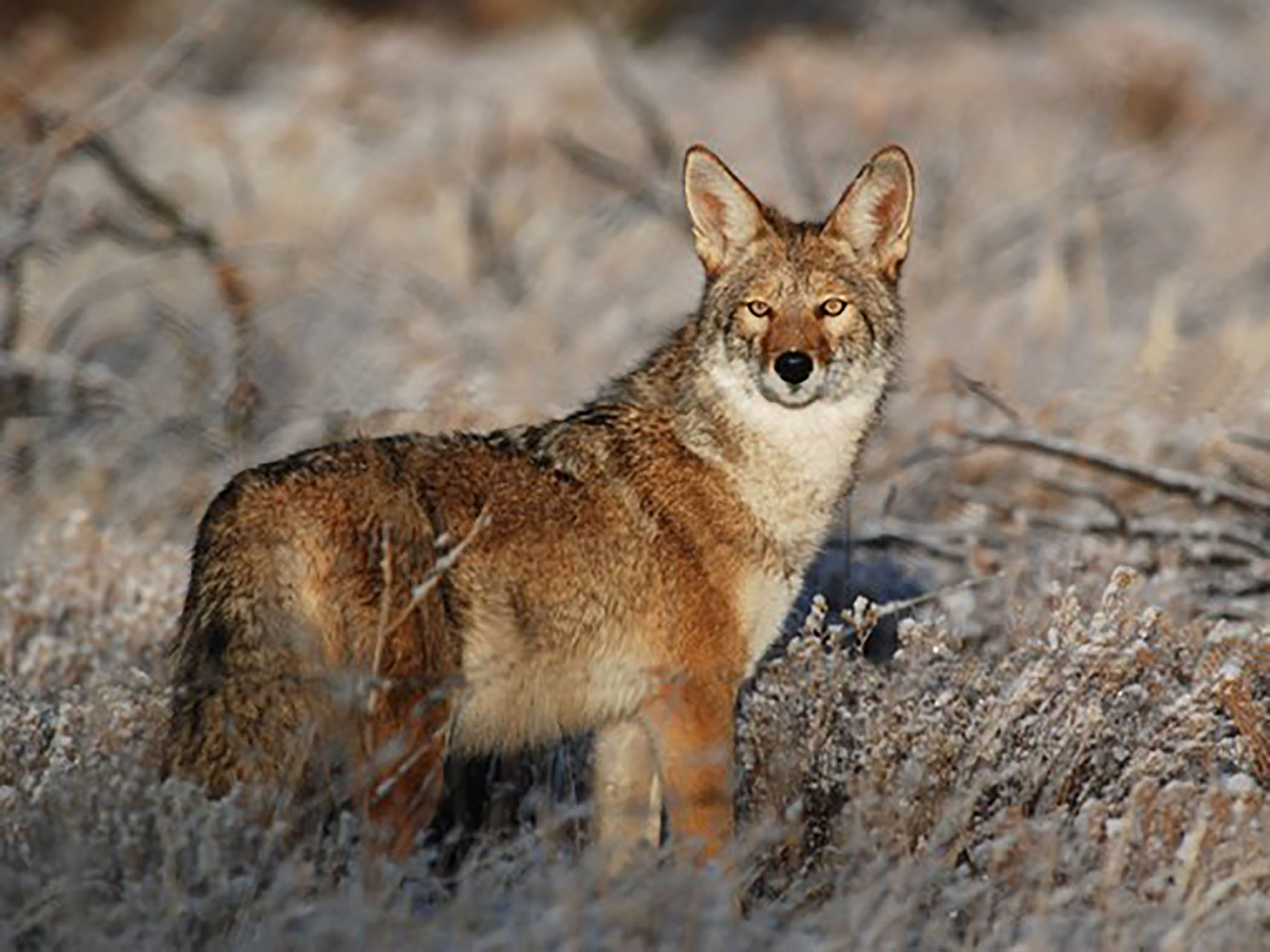 Pa Laws on Coyote Hunting