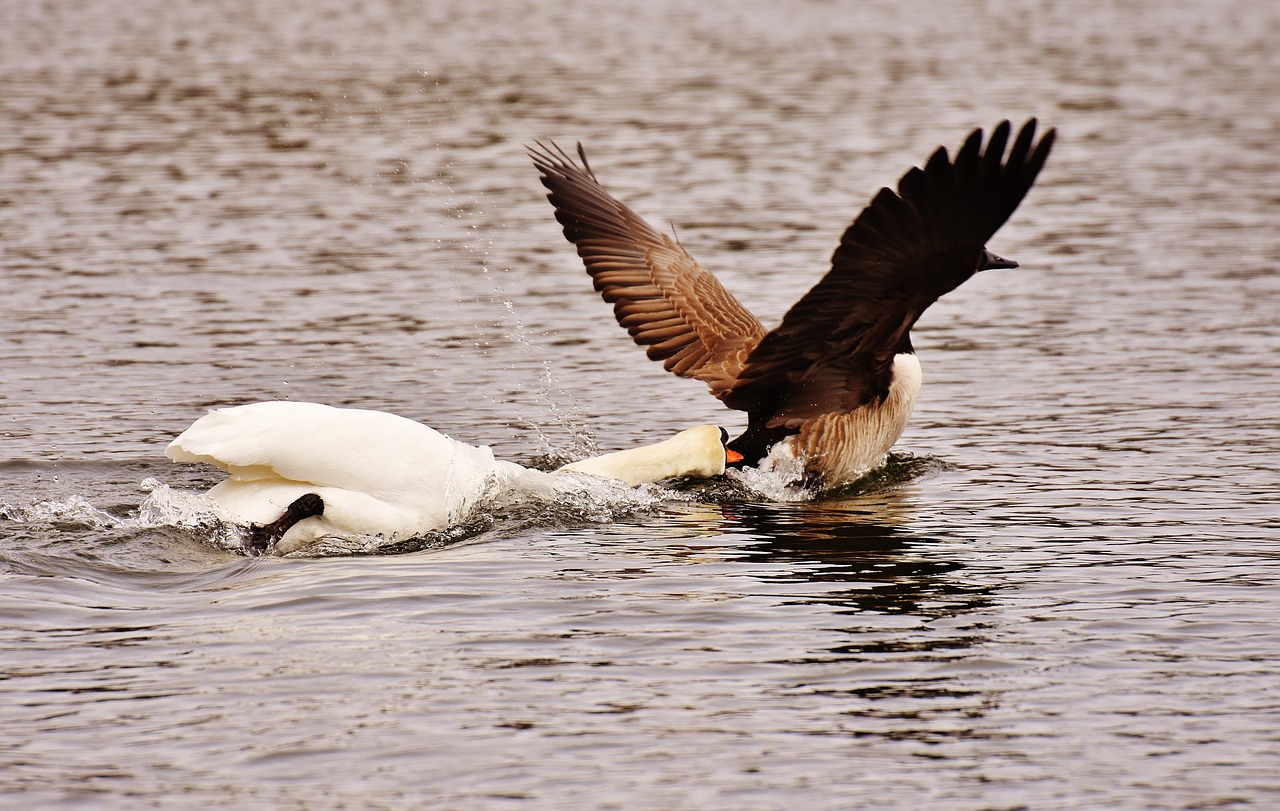 swan, bite, wild goose-2166034.jpg