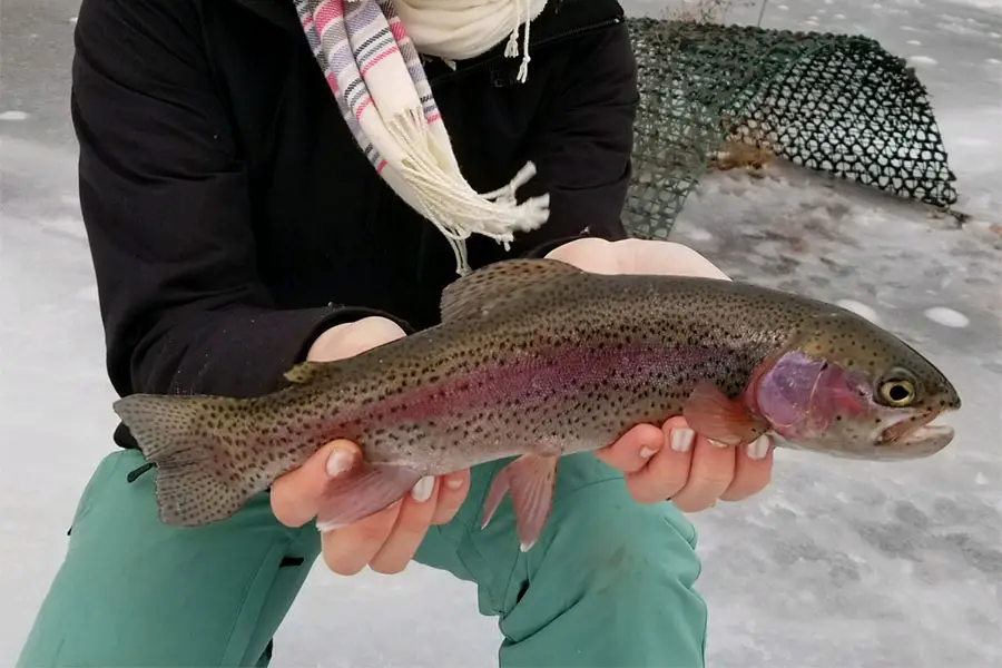 Where to Find Rainbow Trout Ice Fishing: Expert Tips and Locations