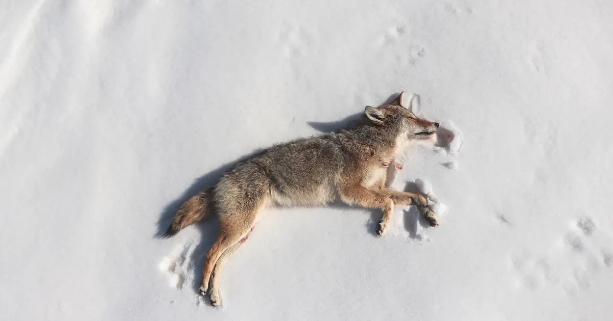 Will a 9mm Kill a Coyote? Discover the Power and Effectiveness